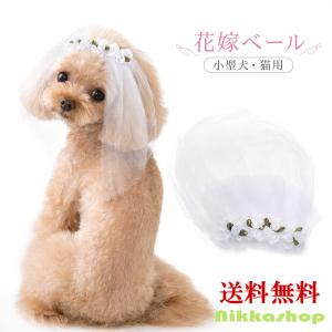 D+pets ディーペッツ Oral Force1 10g×10包 犬用 口腔環境 おやつ 歯周