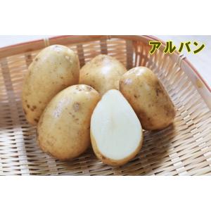 【種ジャガイモ・種いも】フレンチポテト「アルバン...の商品画像