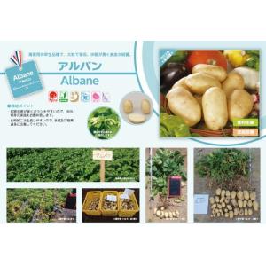 【種ジャガイモ・種いも】フレンチポテト「アルバ...の詳細画像2