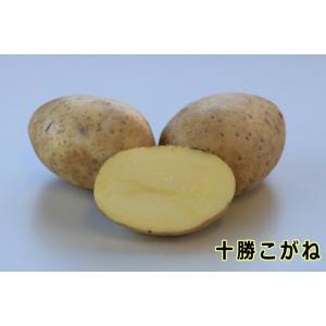 【種ジャガイモ・種いも】「十勝こがね(とかちこが...の商品画像