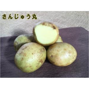 【種ジャガイモ・種いも】「さんじゅう丸」の種じゃがいも　約500ｇ入【秋ジャガイモ用：７月下旬〜８月下旬発送】【品種名：さんじゅう丸_登録番号：第21864号_