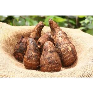 【国産】幻のさといも「善光寺　約５００ｇ入」【たねいも用】