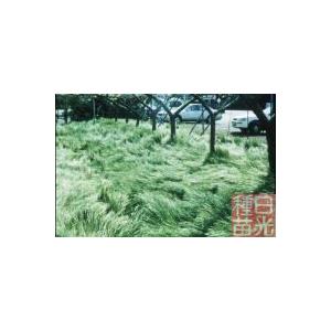 雪印種苗 オオナギナタガヤ ゾロ １kg Thecharlienoble Com