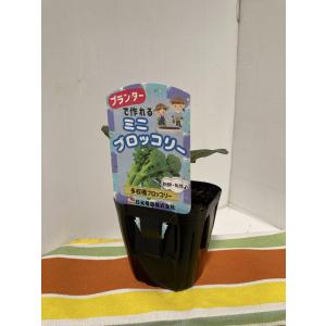 ブロッコリーの苗　プランターでつくれる「ミニブロッコリー」9cmポット【販売期間：春期3月中旬〜4月中旬／秋期8月下旬〜9月中旬】