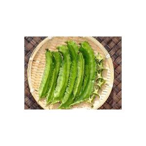 琉球野菜苗「琉球四角豆の苗」（リュウキュウシカクマメ）9cmポット【４月中旬〜5月上旬発送分予約】｜nikkoseed2012