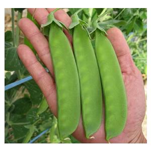 年内どりやわらか　ジャンボエンドウ（つるあり）　９ｃｍポット苗　２ポットセット　白花つるあり