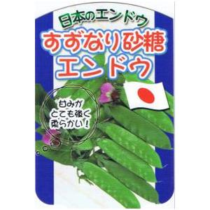 「砂糖エンドウ」　９ｃｍポット苗　２本セット　【赤花・つるあり】　【販売期間：秋期10月中旬〜11月...