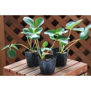 いちご苗「とちおとめ　4本セット・肥料付」7.5cmポット苗【10月上旬〜11月下旬発送】