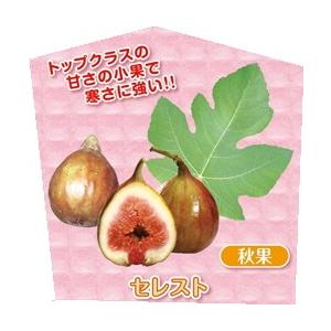 果樹苗】いちじく【ブラックケーキ】【苗木】（別名：ヌアール・ド