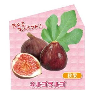 ミニイチジク　ネルゴラルゴ　９ｃｍポット苗