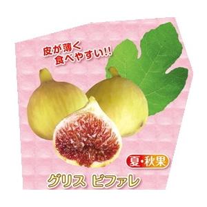 果樹苗】いちじく【ブラックケーキ】【苗木】（別名：ヌアール・ド