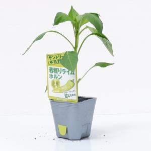 サントリー本気野菜　グルメピーマンの苗 「若穫りライムホルン」9cmポット【４月中旬〜5月上旬発送分予約】｜nikkoseed2012