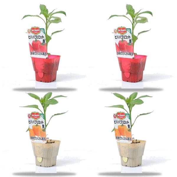 デルモンテのパプリカ苗「ビバ・パプリコットセット(レッド2本・イエロー2本)(肥料付)」9cmポット...