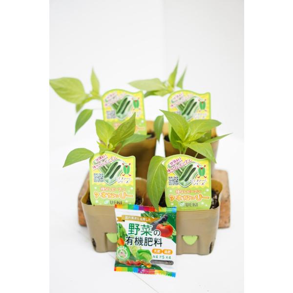 タネなしピーマンの苗 「タネなっぴー 4本セット(肥料付)」10.5cmポット【４月中旬〜5月上旬発...