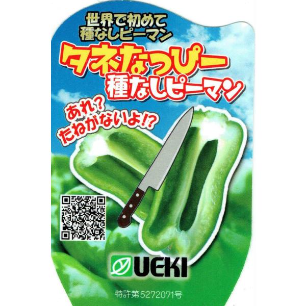 タネなしピーマンの苗 「タネなっぴー」10.5cmポット【４月中旬〜5月上旬発送分予約】【品種名：タ...