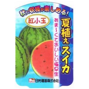 「夏植えスイカの苗 紅こだまスイカ」9cmポット【7月上旬より発送分予約】｜nikkoseed2012