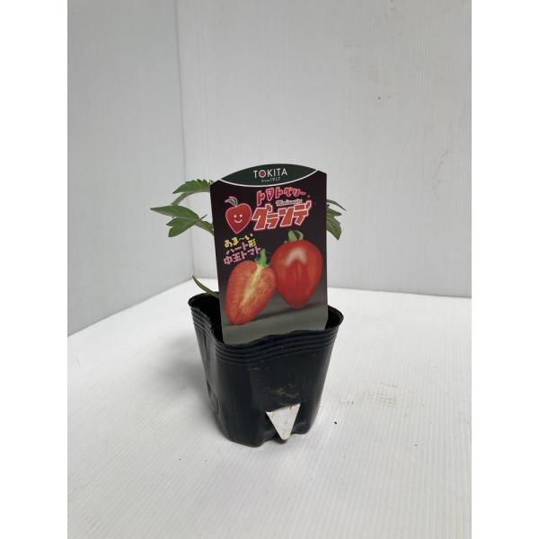 トマトの苗「トマトベリーグランデ」（実生）9cmポット【４月中旬〜5月上旬発送分予約】