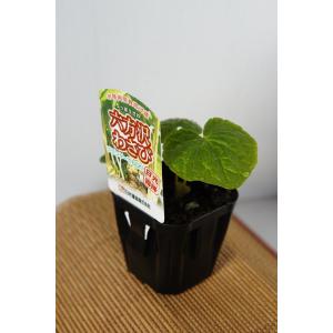 野菜の苗 わらび ワラビ 苗・種 2株入［袋詰め山菜］ : ベジタブル