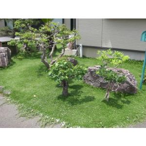 イワダレソウ改良種「クラピア K5」(花色:薄...の詳細画像2