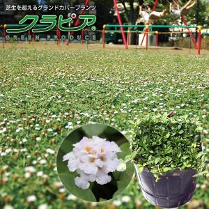 イワダレソウ改良種「クラピア K7」(花色:白...の詳細画像1