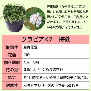 イワダレソウ改良種「クラピア K7」(花色:白...の詳細画像3