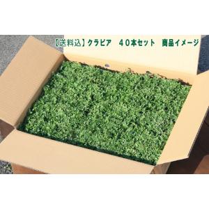 【花のタネプレゼント中(N)】【送料込】イワダレソウ改良種「クラピア Ｋ７(４０本セット)」（花色：白）9cmポット苗　【農場直送につき同梱不可商品】｜nikkoseed2012