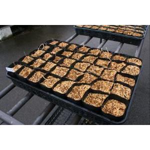 花 ガーデニング 苗カンゾウ苗 甘草 ９cmポット 40本セット