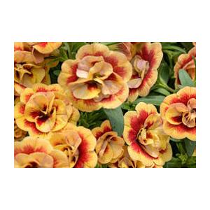 サントリーフラワーズ「ミリオンベル プチホイップマーマレードの苗」9cmポット【3月下旬より出荷】