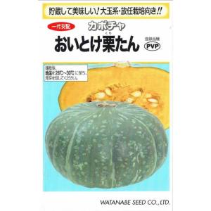 渡辺採種場　カボチャ　おいとけ栗たん　約11粒【品種名：おいとけ栗たん_登録番号：第32781号_海...