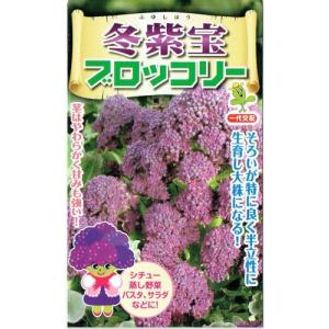 小林種苗　紫ブロッコリー　冬紫宝　約60粒【郵送対応】
