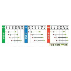 小林種苗 ソフトスティックカリフラワー ドルチ...の詳細画像1