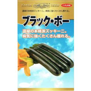 神田育種農場　ズッキーニ　ブラック・ボー　[内容量：約10粒]
