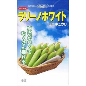 神田育種農場　ミニキュウリ　ラリーノホワイト　約10粒