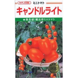 カネコ種苗　トマト　キャンドルライト 約100粒 【郵送対応】