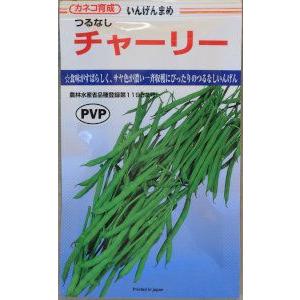 カネコ育成　いんげんまめ　チャーリー 約200粒 【郵送対応】