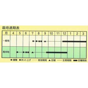 増田採種場 マスダ交配 サボイキャベツ シュー...の詳細画像1