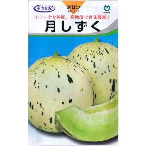 生姜種子】大生姜（おおしょうが）千葉県産「近江生姜」（おうみ