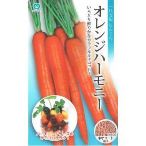 坊主しらずねぎ（ボウズシラズネギ）の苗 2ポットセット 【6月中旬