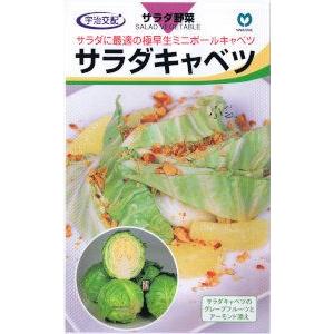 丸種　サラダキャベツ　約70粒