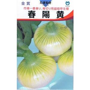11月30日まで 玉ねぎ苗 1000本 ターザン 中生 タマネギ苗 もう直ぐ終了＞淡路島 玉ねぎ苗 ターザン 1 000本 たまねぎ苗 玉葱苗