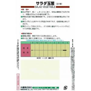丸種 タマネギ サラダ玉葱 1.6ml 【郵送対応】の詳細画像1
