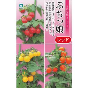 一番低い ミニトマト 種 6粒 : Luckyseed - 通販 - Yahoo 一番低い ミニトマト 種 6粒 : Luckyseed - 通販 - Yahoo
