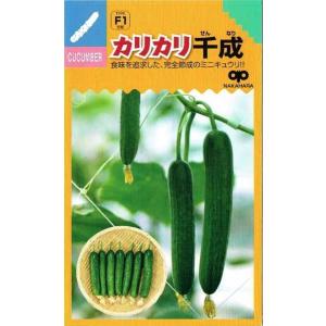 中原採種場　キュウリ　カリカリ千成　約8粒 【郵送対応】