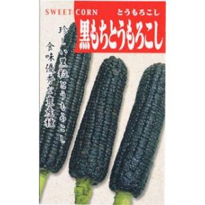 日本タネセンター　黒もちとうもろこし 40ml 【郵送対応】