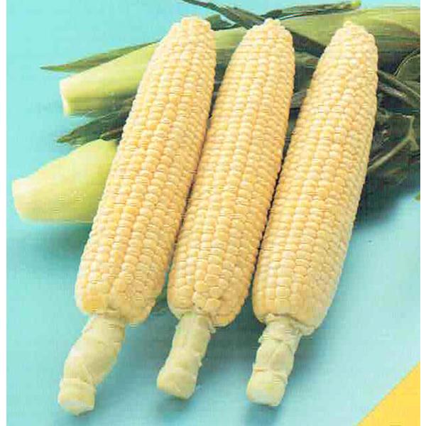 サナテックシード スイートコーン 「プレミアム味来９０」のタネ(みらい)[内容量：約500粒]