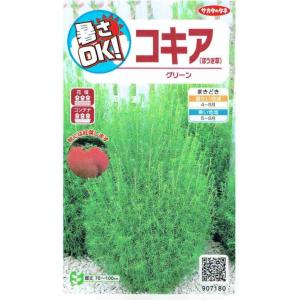 サカタのタネ　暑さOK コキア（ほうき草）グリーン　0.2ml【郵送対応】｜nikkoseed2012