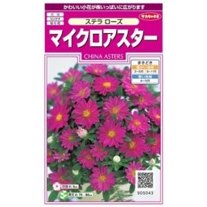 サカタのタネ　マイクロアスター・ステラ　ローズ 【郵送対応】