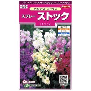 サカタのタネ　スプレー　ストック・カルテット　ミックス 【郵送対応】