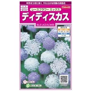 サカタのタネ　ディディスカス・レースフラワー ミックス 【郵送対応】