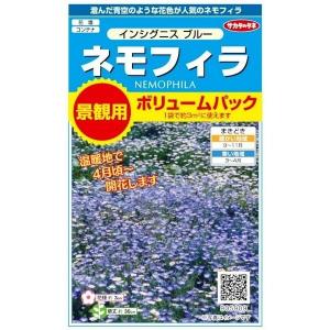 サカタのタネ　ネモフィラ　インシグニスブルー　景観用ボリュームパック　2g（約3平米分） 【郵送対応】｜nikkoseed2012